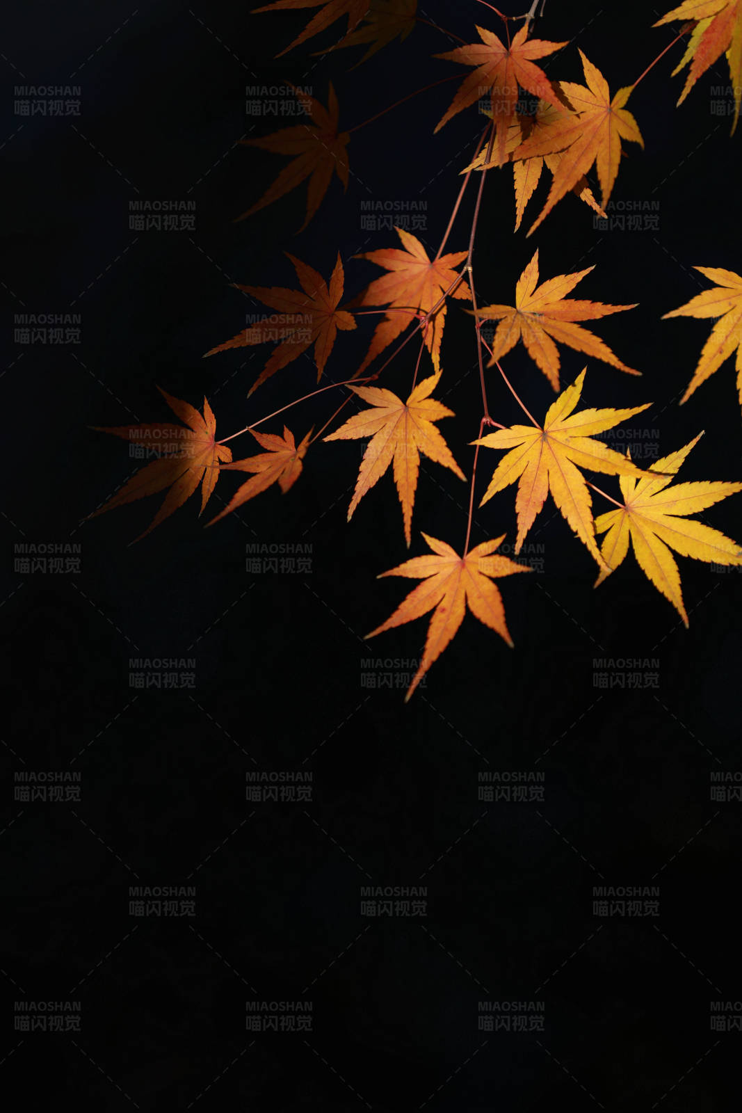 深秋金色枫叶光影特写图片