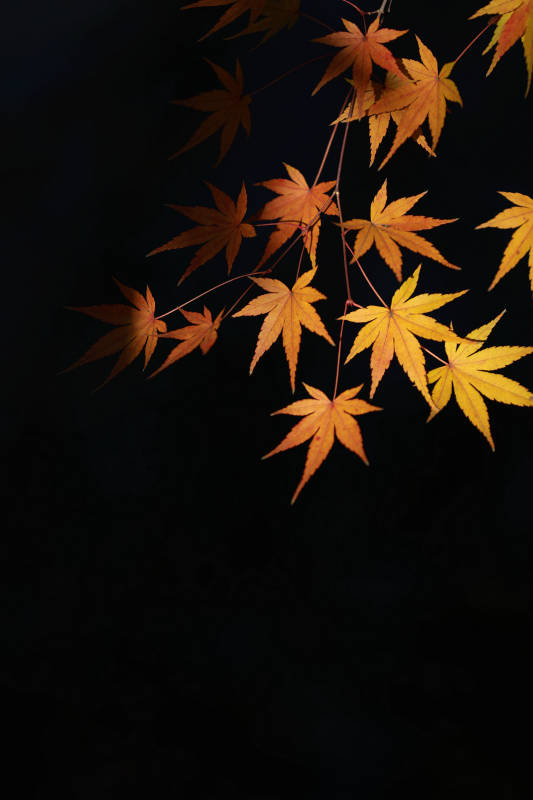 深秋金色枫叶光影特写图片