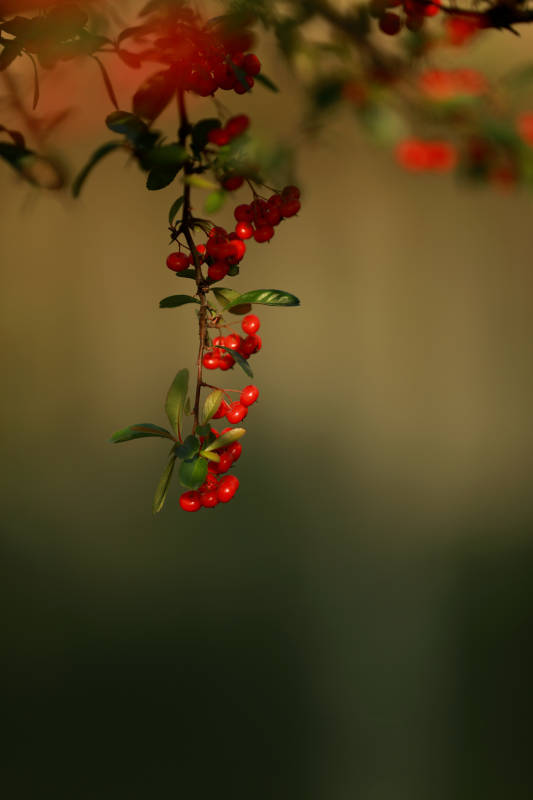 红果枝头秋意浓图片