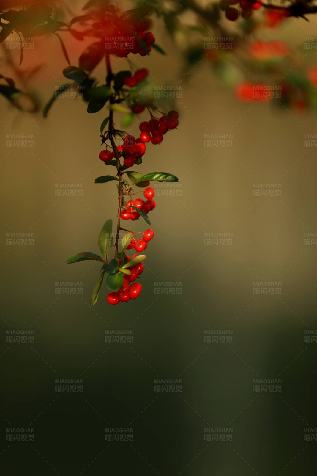 红果枝头秋意浓图片