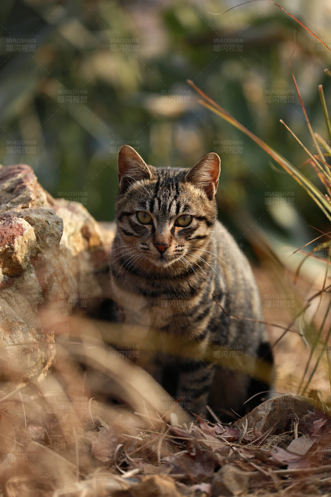 野外的虎斑猫图片