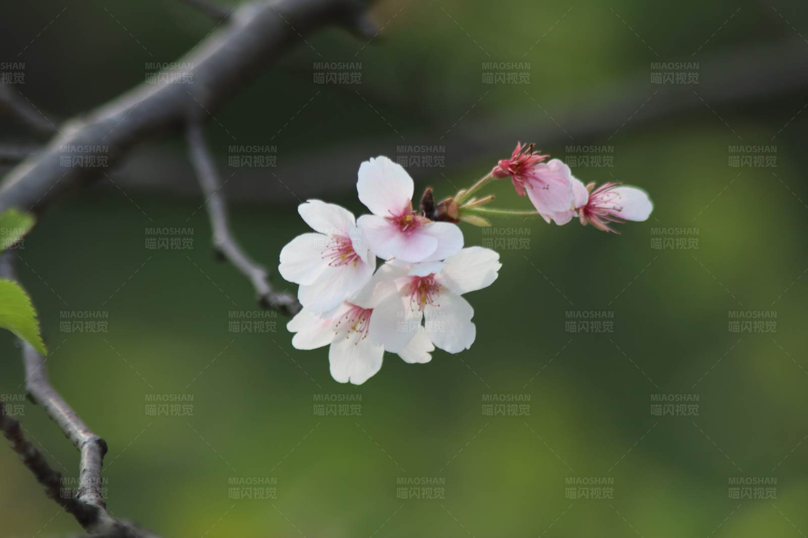 春日樱花绽放图片