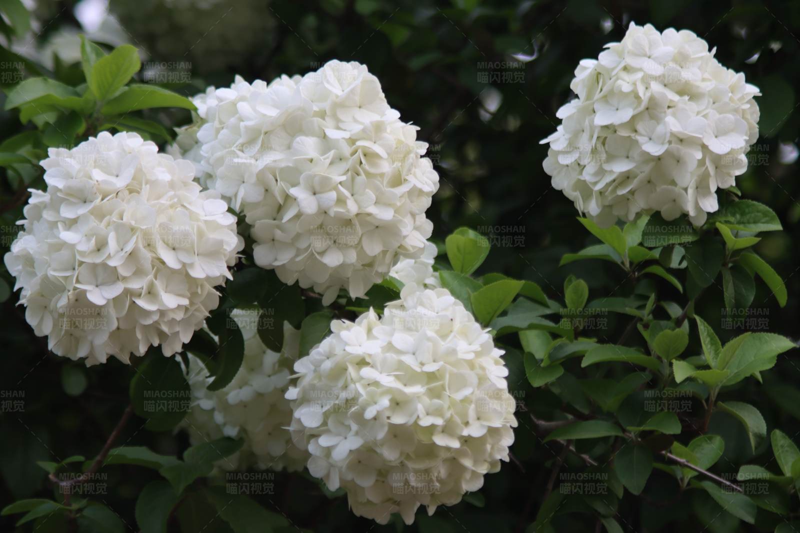 白色绣球花盛开图片