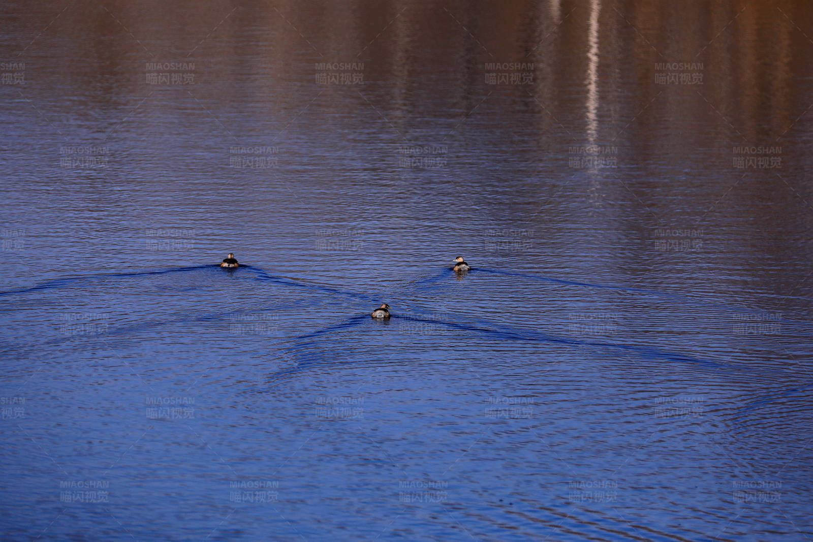 湖面三鸭游图片
