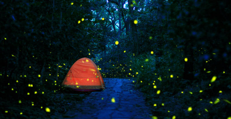 南京紫金山萤火虫夜森林露营图片