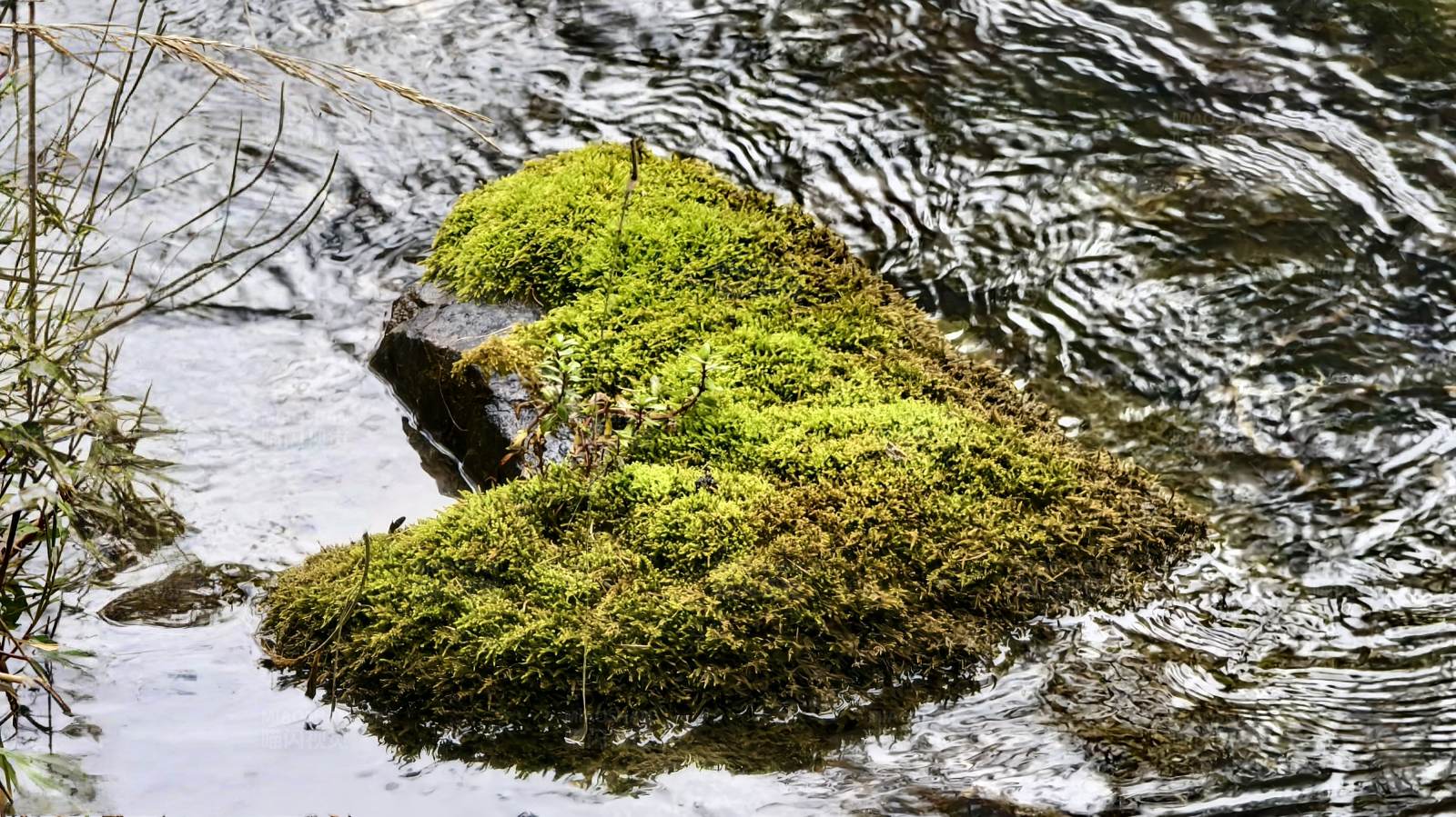 青苔覆盖的石头图片