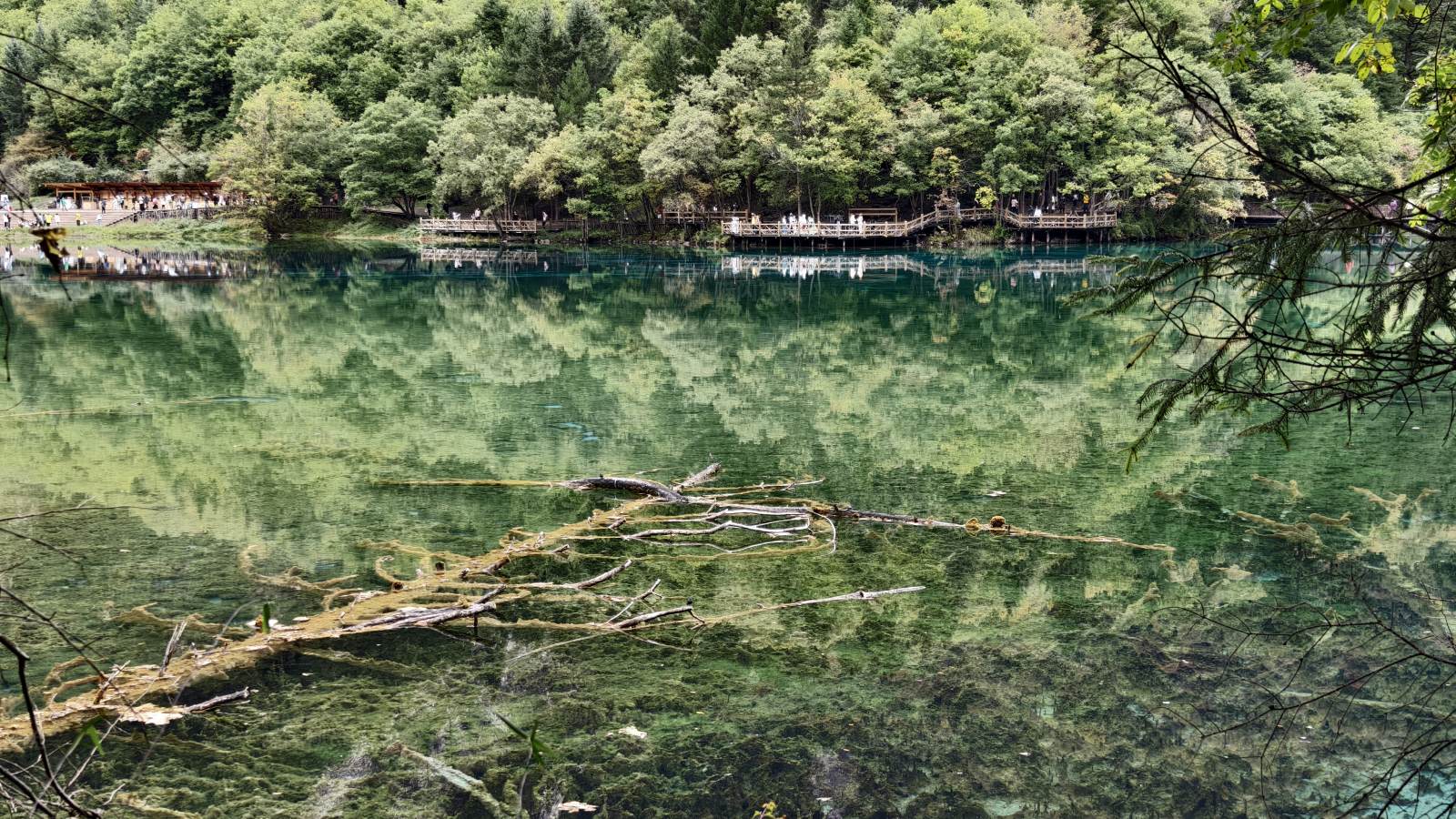 湖底枯木 镜面森林--四川九寨沟图片