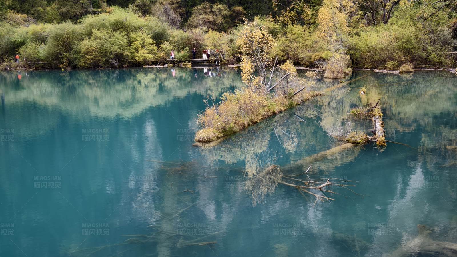 碧蓝湖水映秋林--四川九寨沟图片