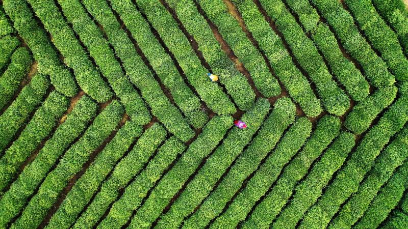 航拍南京高淳茶园图片