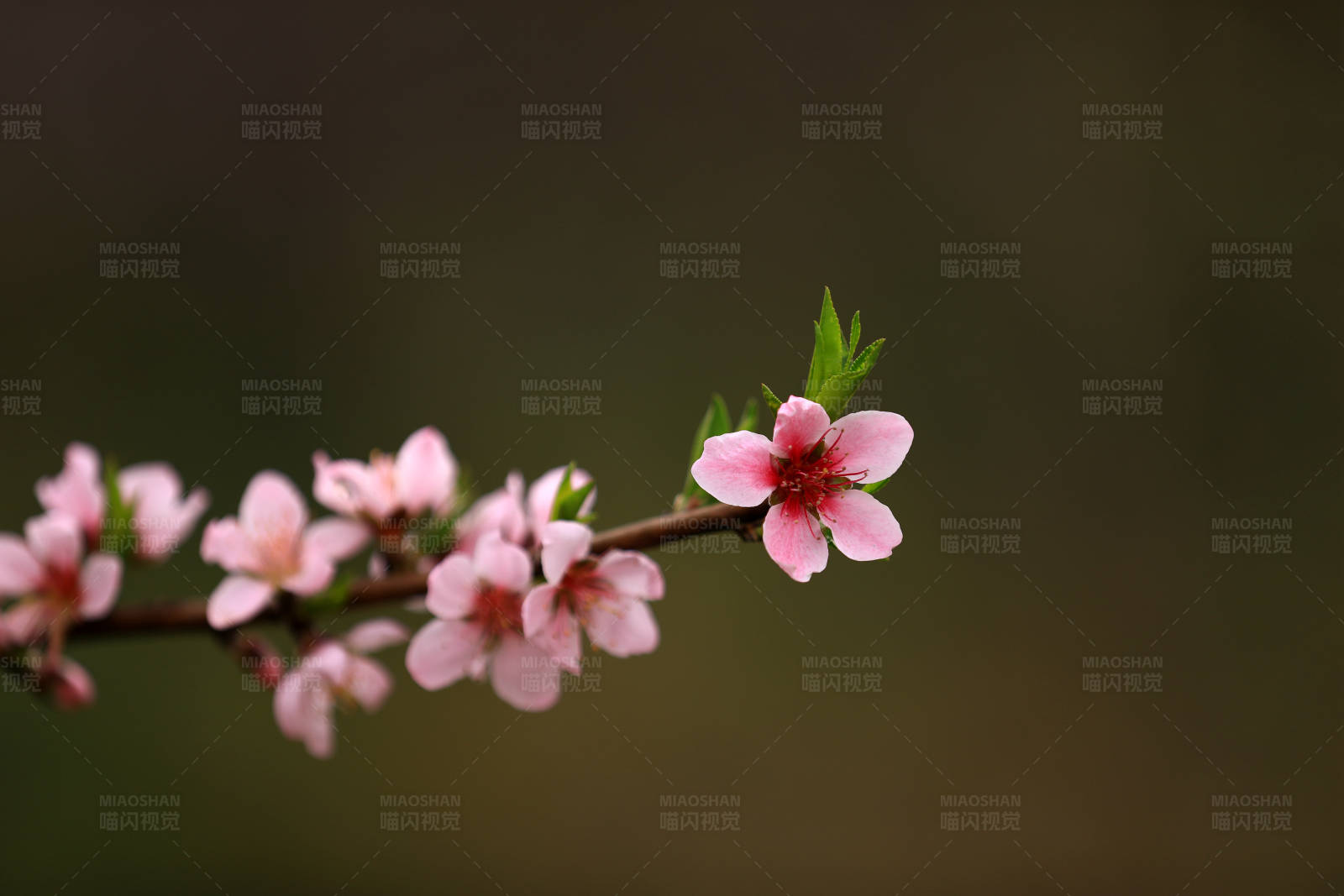 春日桃花绽放图片
