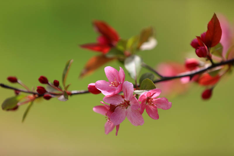 春日海棠花开图片