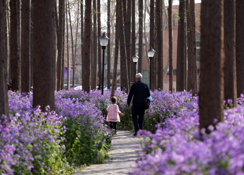 祖孙俩春日漫步花海间图片