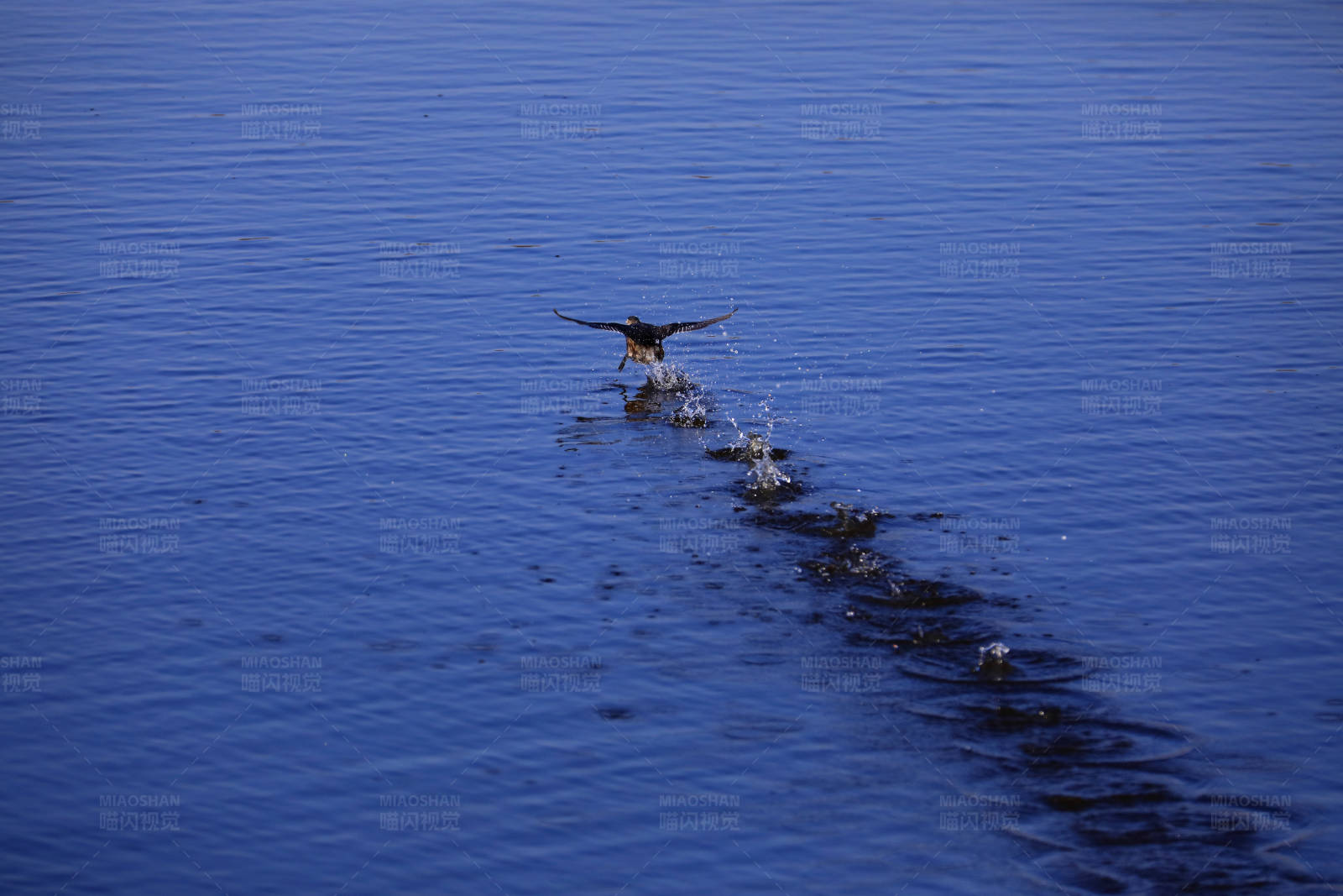 鸟儿掠水 波纹轻荡图片