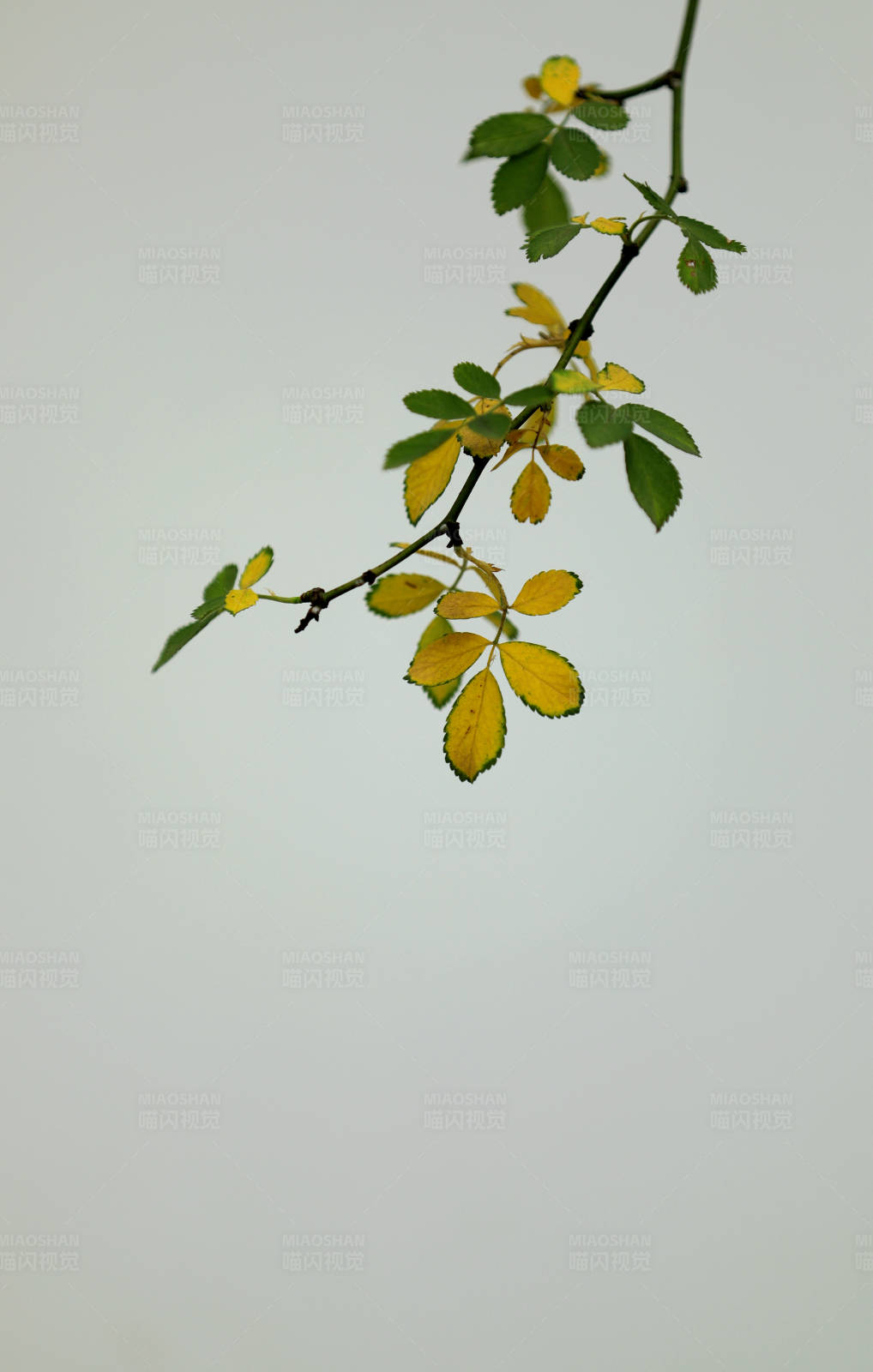 白色围墙前的一支黄绿叶枝条图片