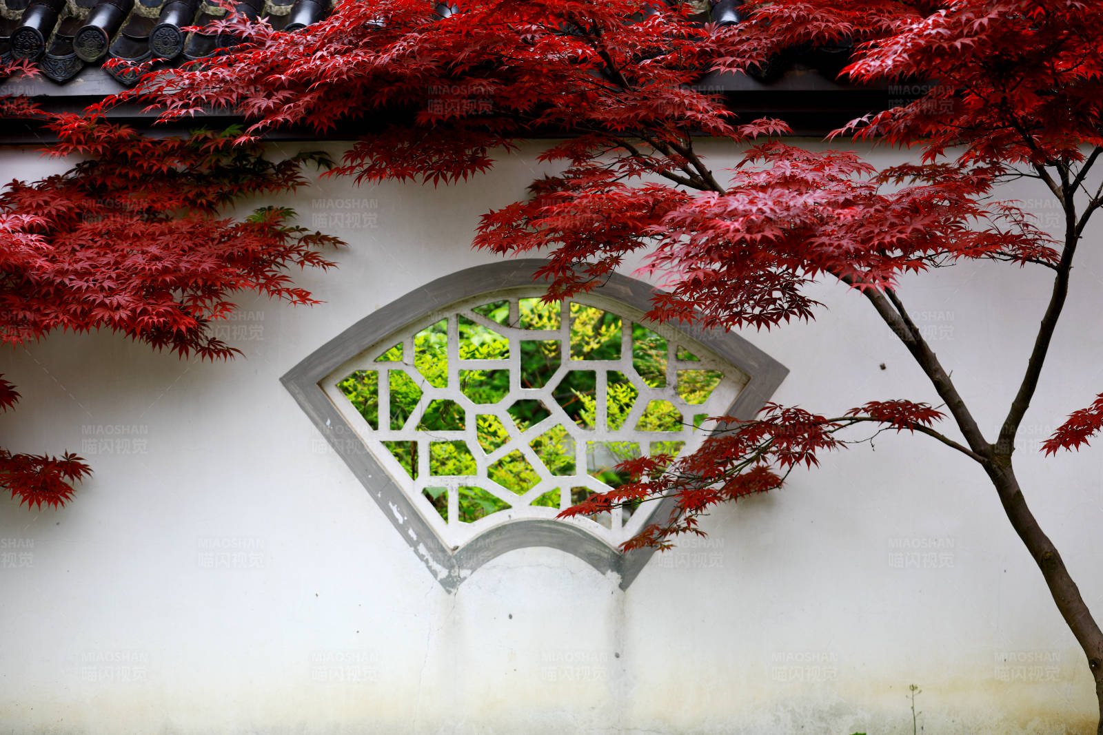 红枫映衬古典窗图片