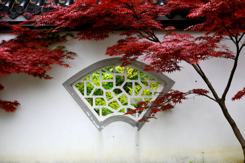 红枫映衬古典窗图片