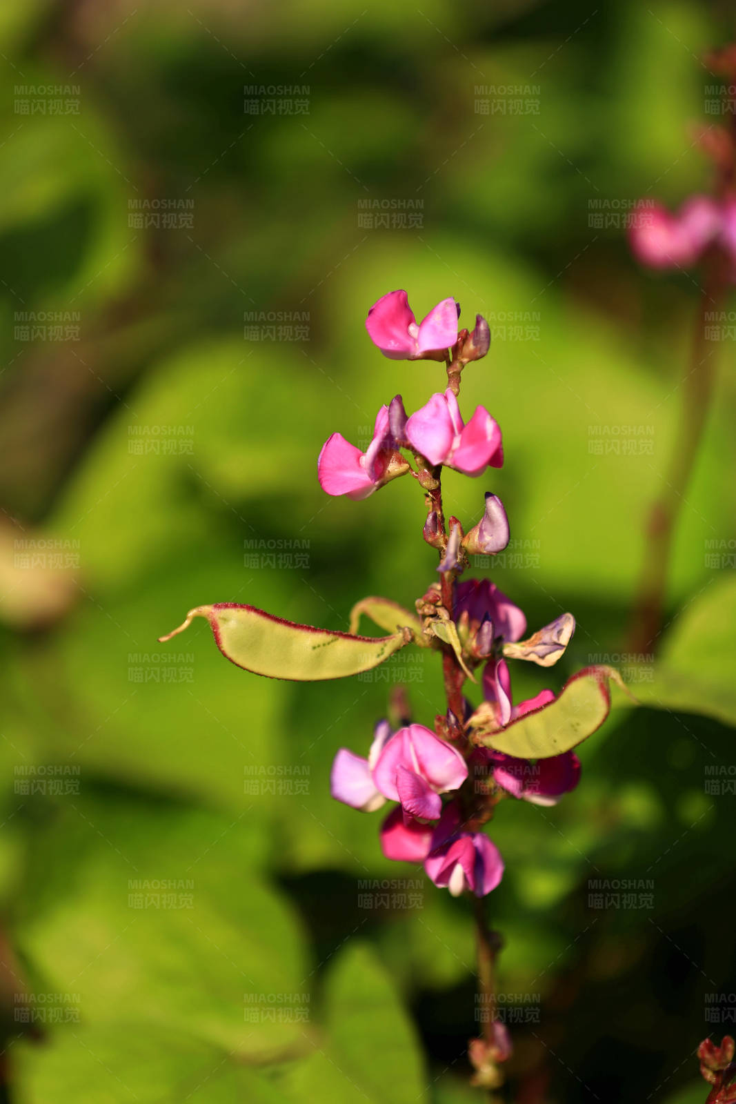 扁豆开花结果特写图片