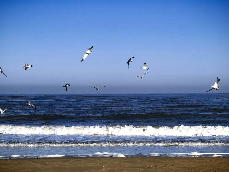 海鸥翱翔在海边图片