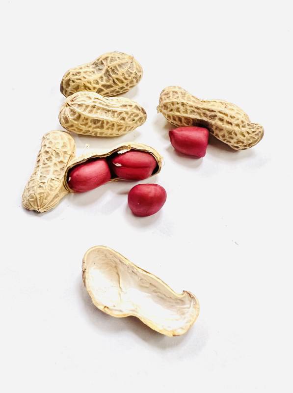 花生与红衣图片