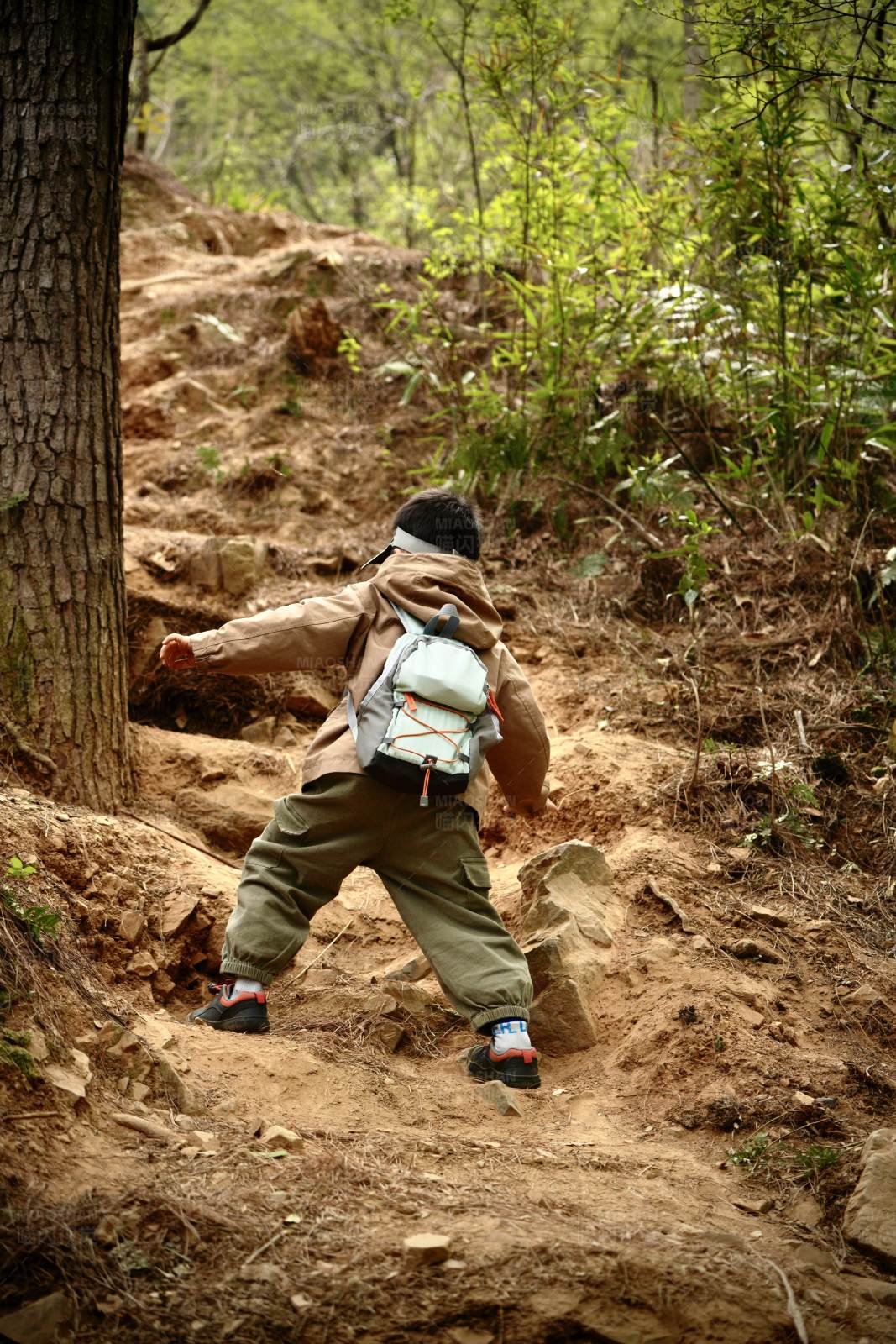 小探险家的森林之旅图片