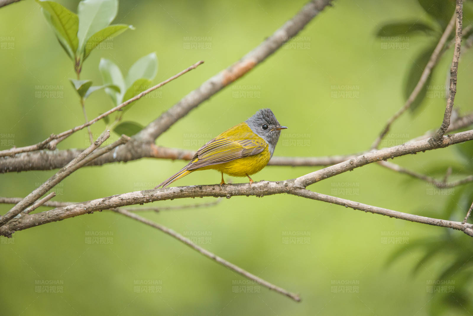 黄腹灰头小鸟栖息图片