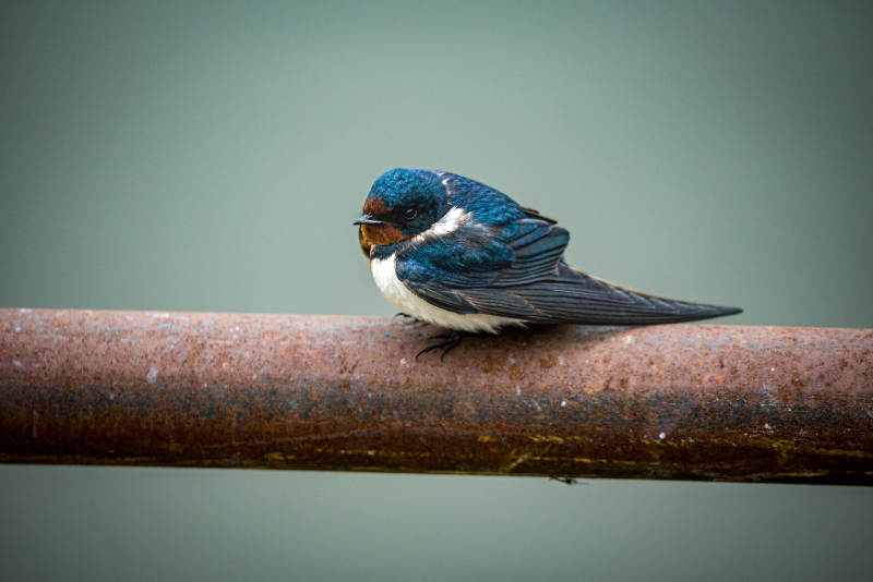 雨中栖息的燕子图片