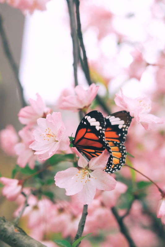 蝴蝶与海棠花图片