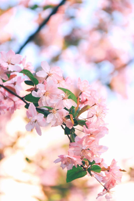 春日海棠花绽放图片