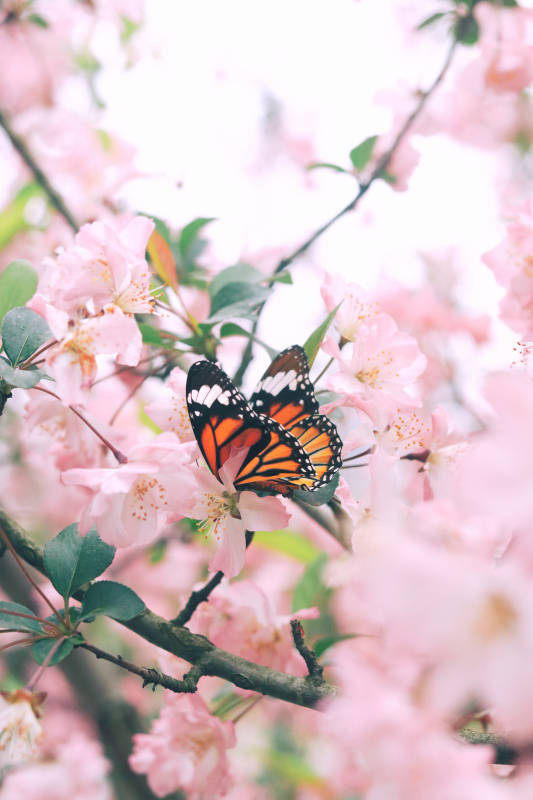 蝴蝶与海棠花图片