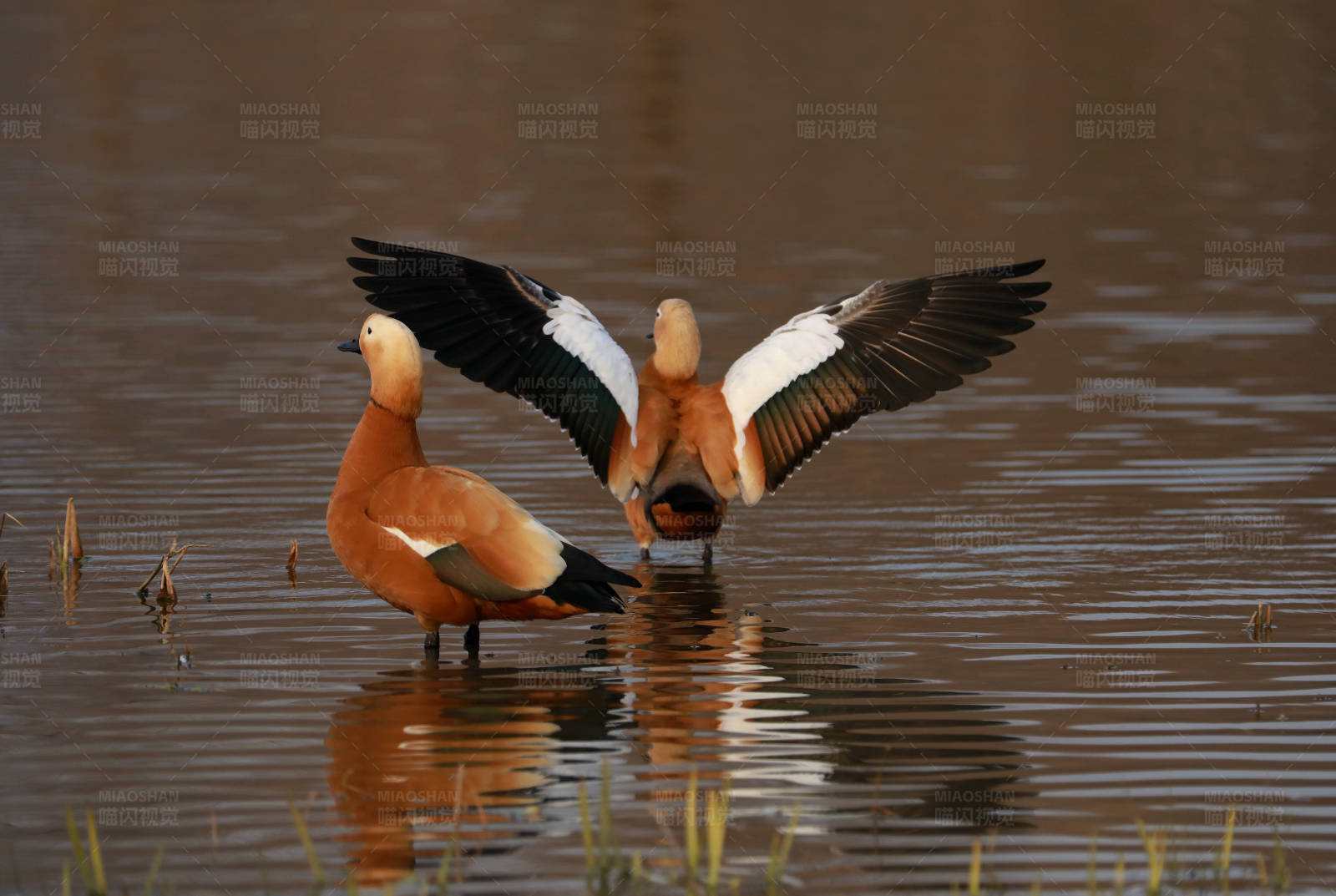 湖中展翅的赤麻鸭图片