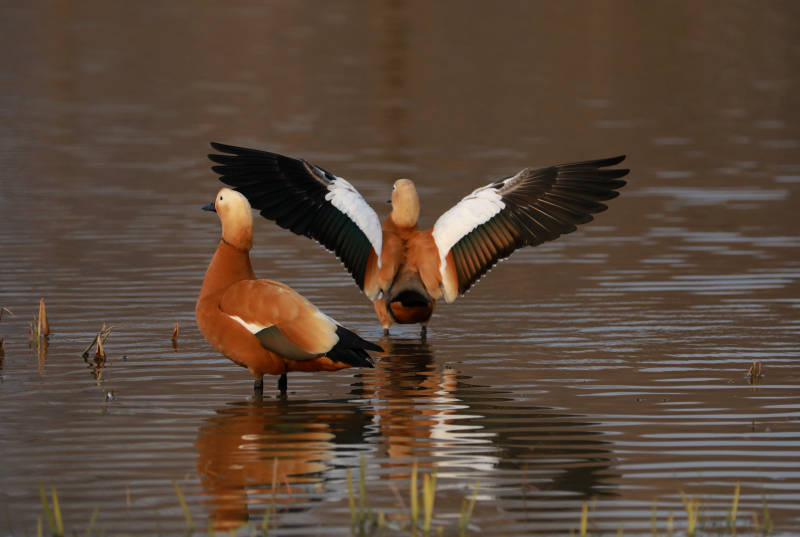湖中展翅的赤麻鸭图片
