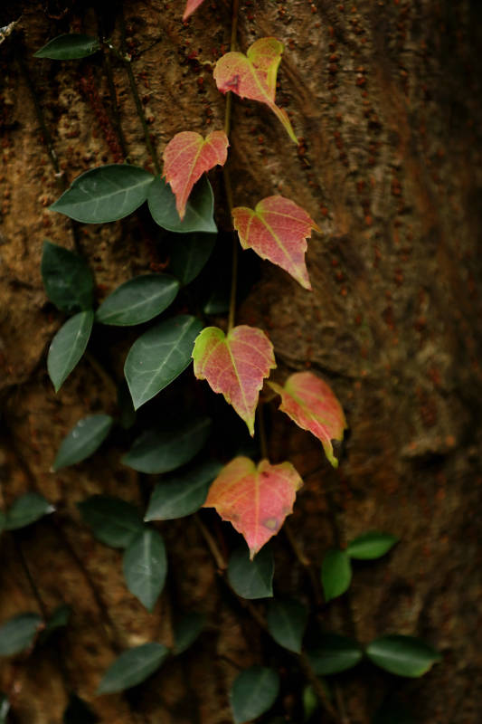 秋叶爬山虎图片