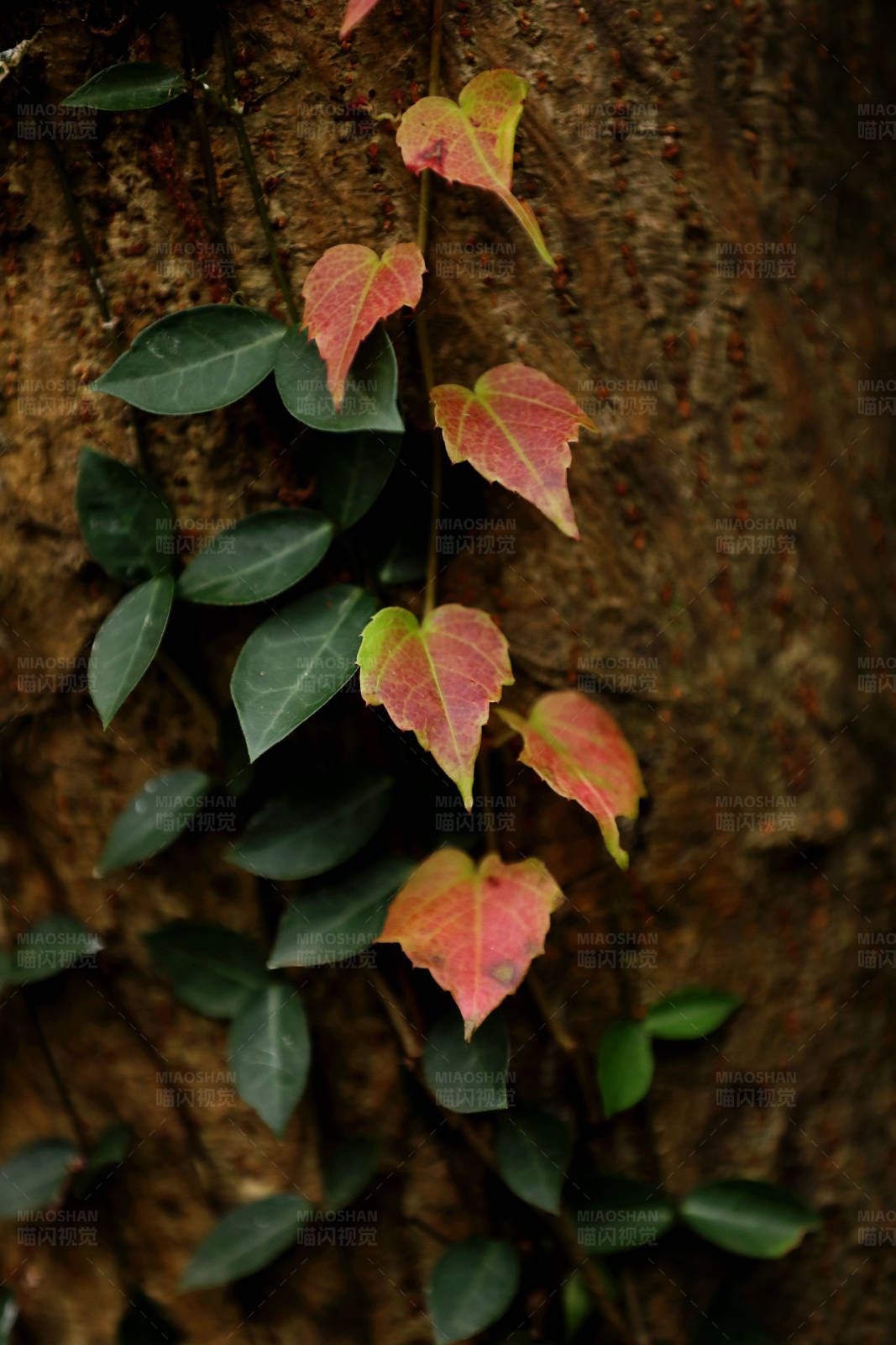 秋叶爬山虎图片