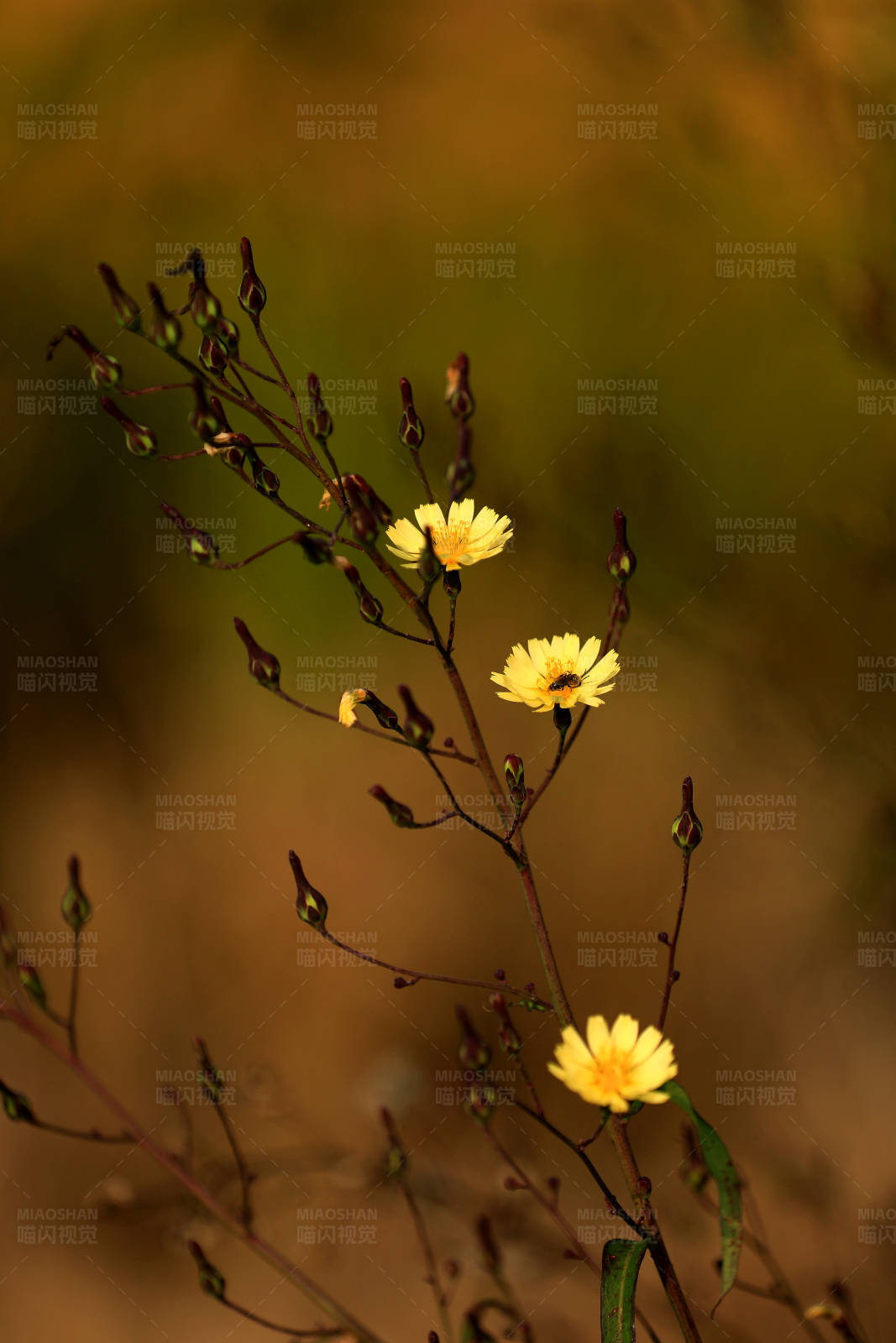 野花绽放 秋意浓图片