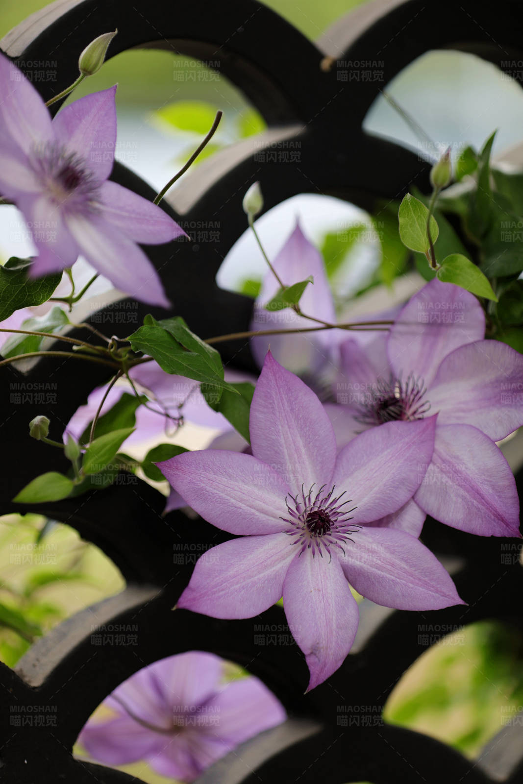 紫色花朵与黑色栅栏图片