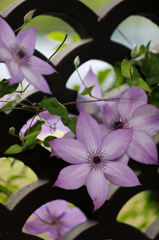 紫色花朵与黑色栅栏图片