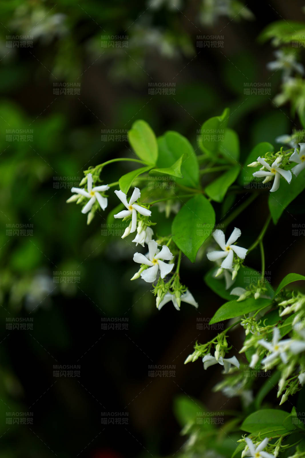 风车茉莉清新自然图片