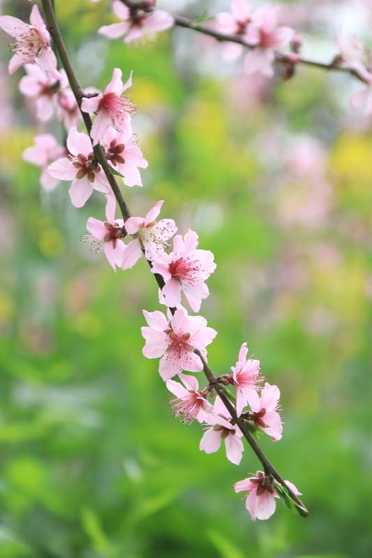 桃花盛开的春天图片
