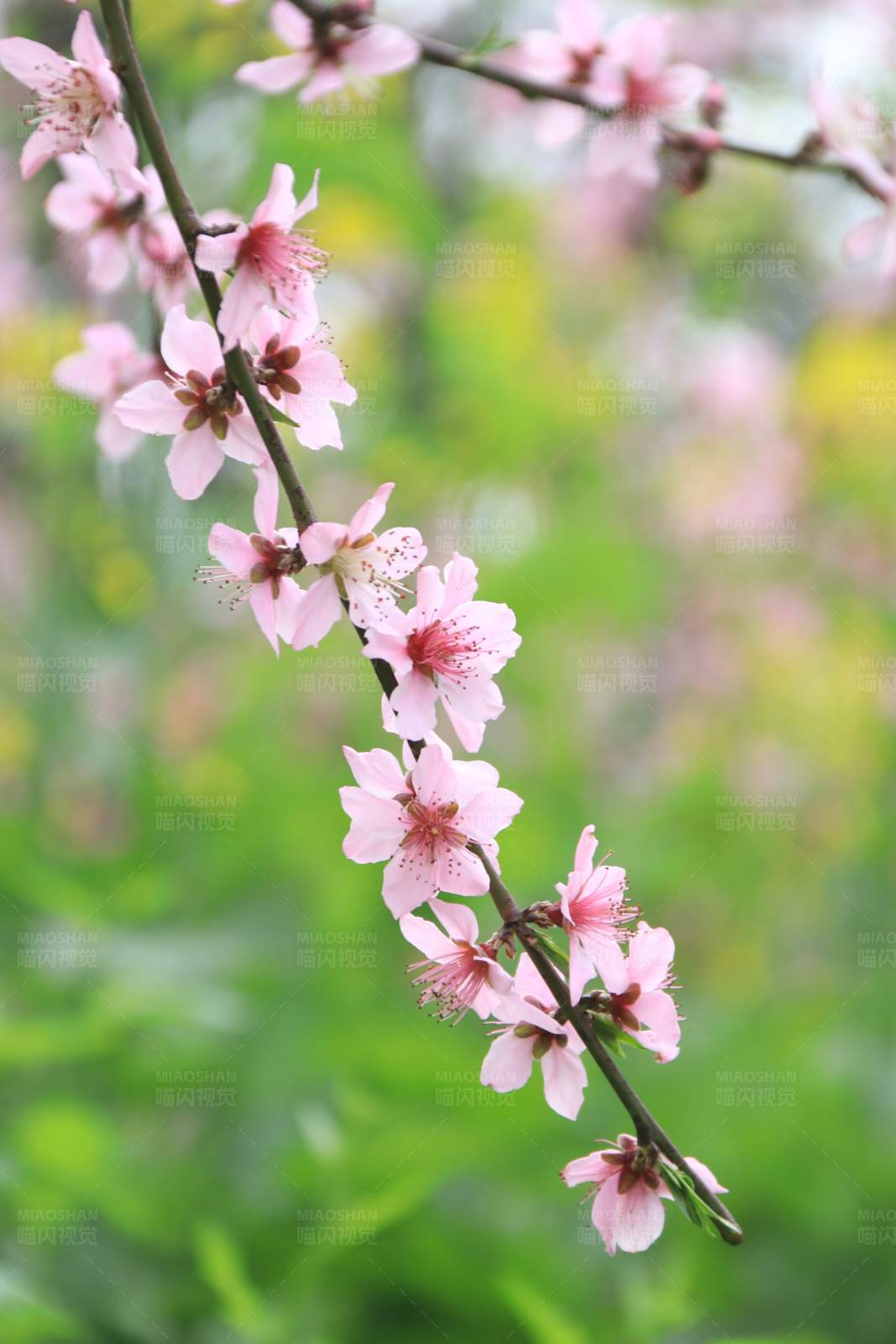 桃花盛开的春天图片