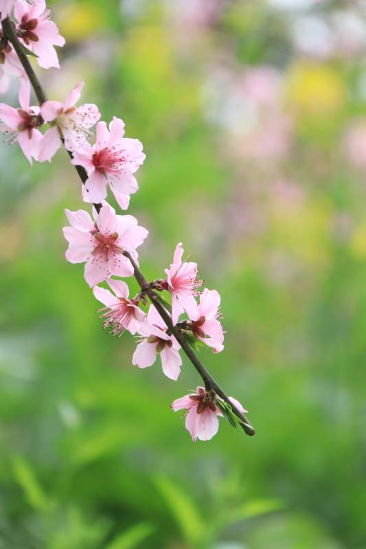 春日桃花盛开图片