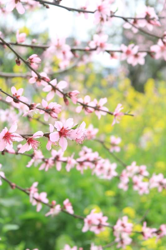 春日桃花盛开图片
