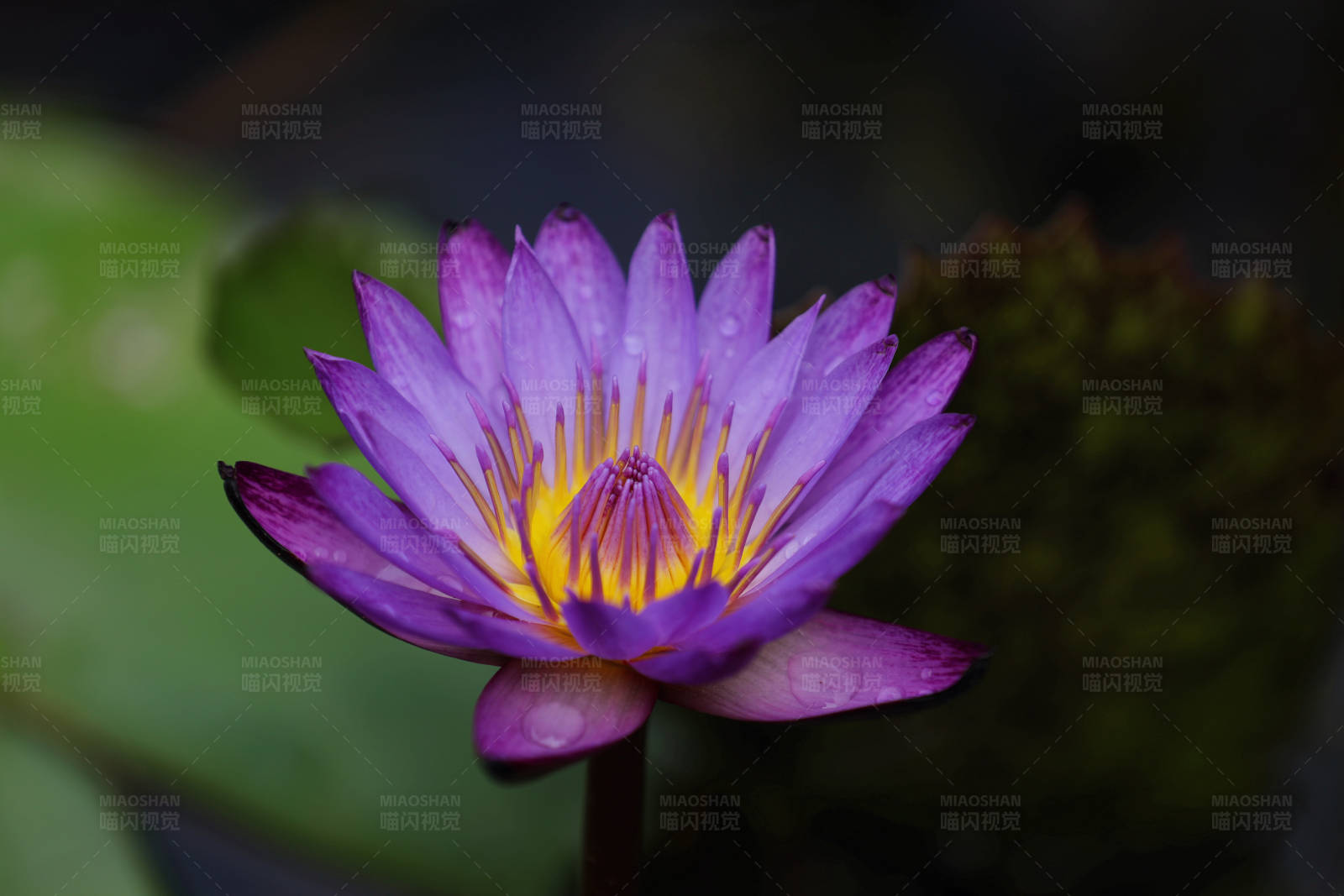 雨后紫色莲花绽放图片