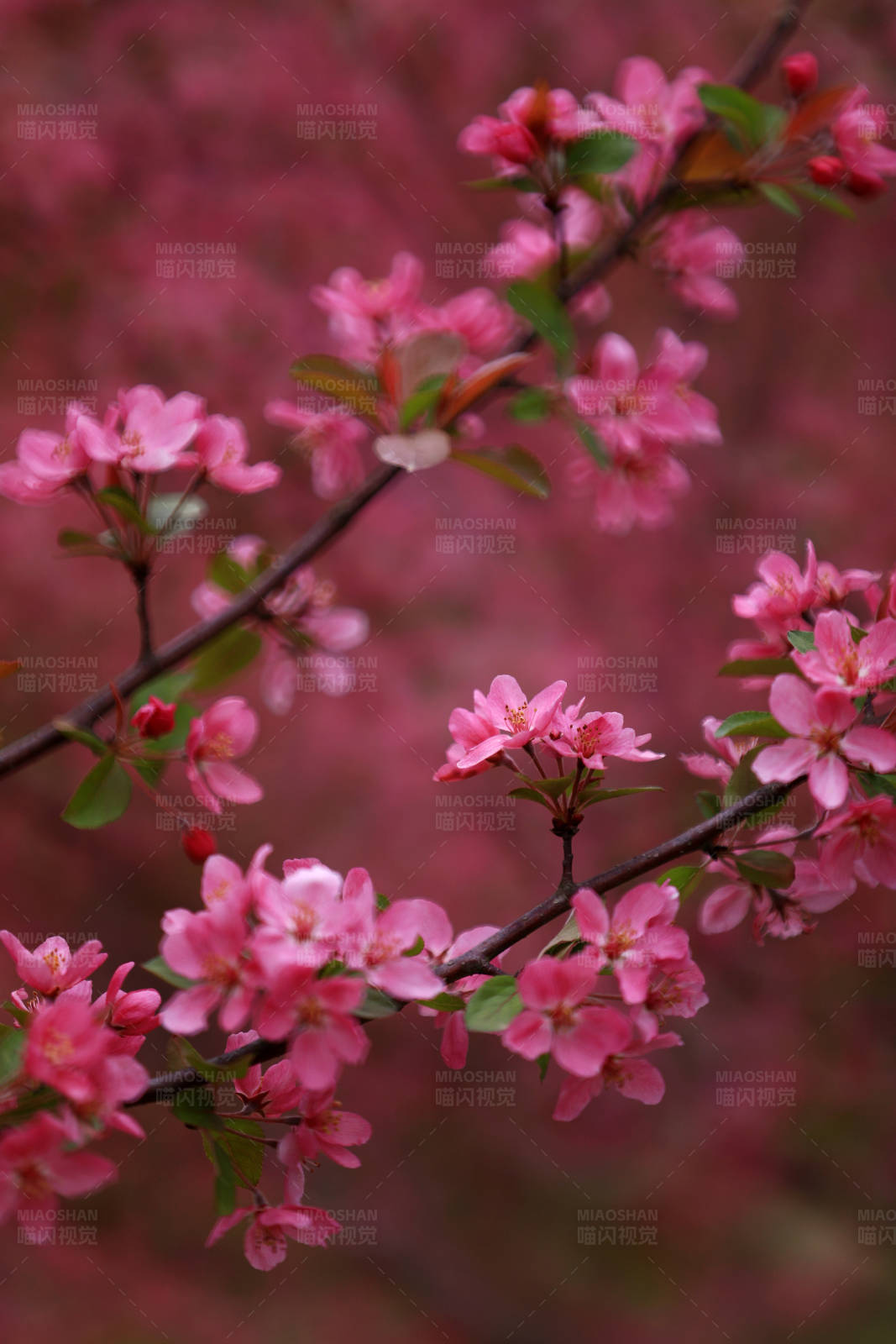 粉色海棠花图片