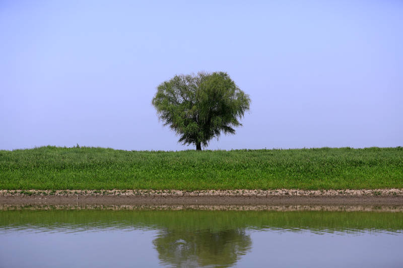 孤树映水 绿野蓝天图片