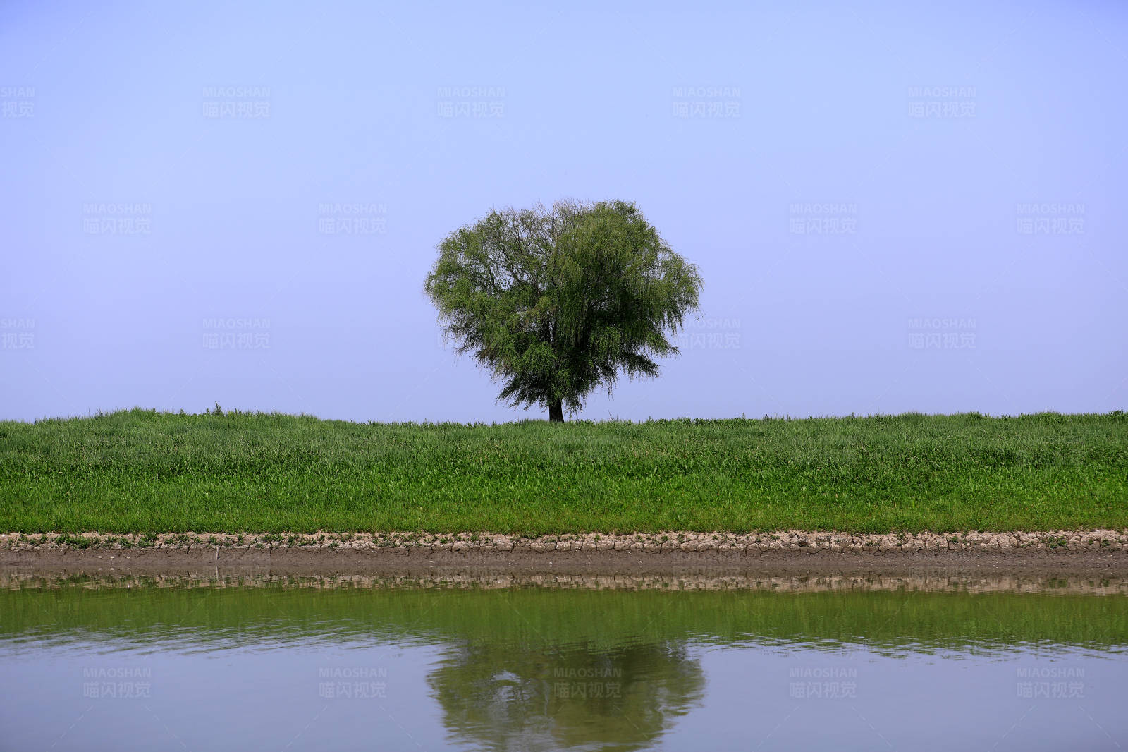 孤树映水 绿野蓝天图片
