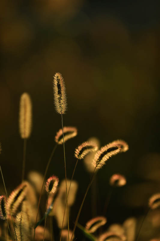 夕阳下的狗尾草图片