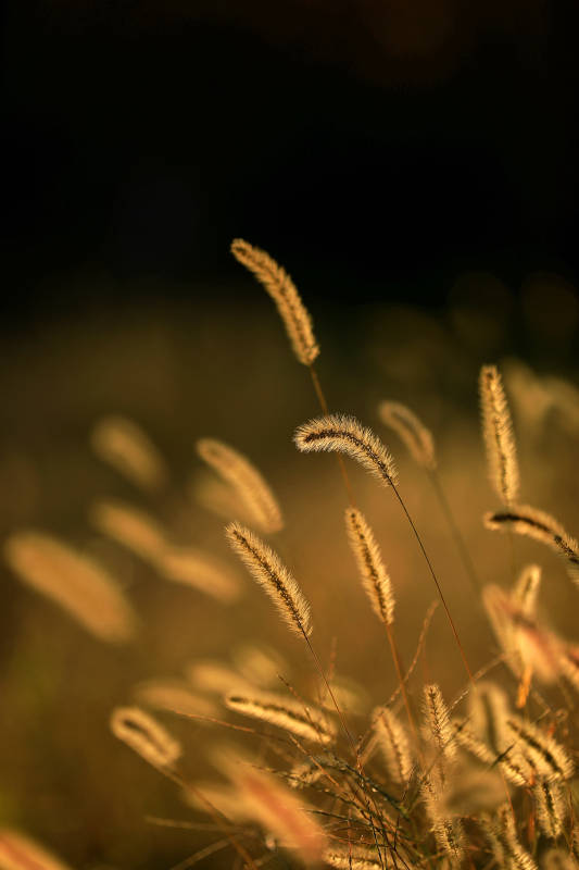夕阳下的狗尾草图片