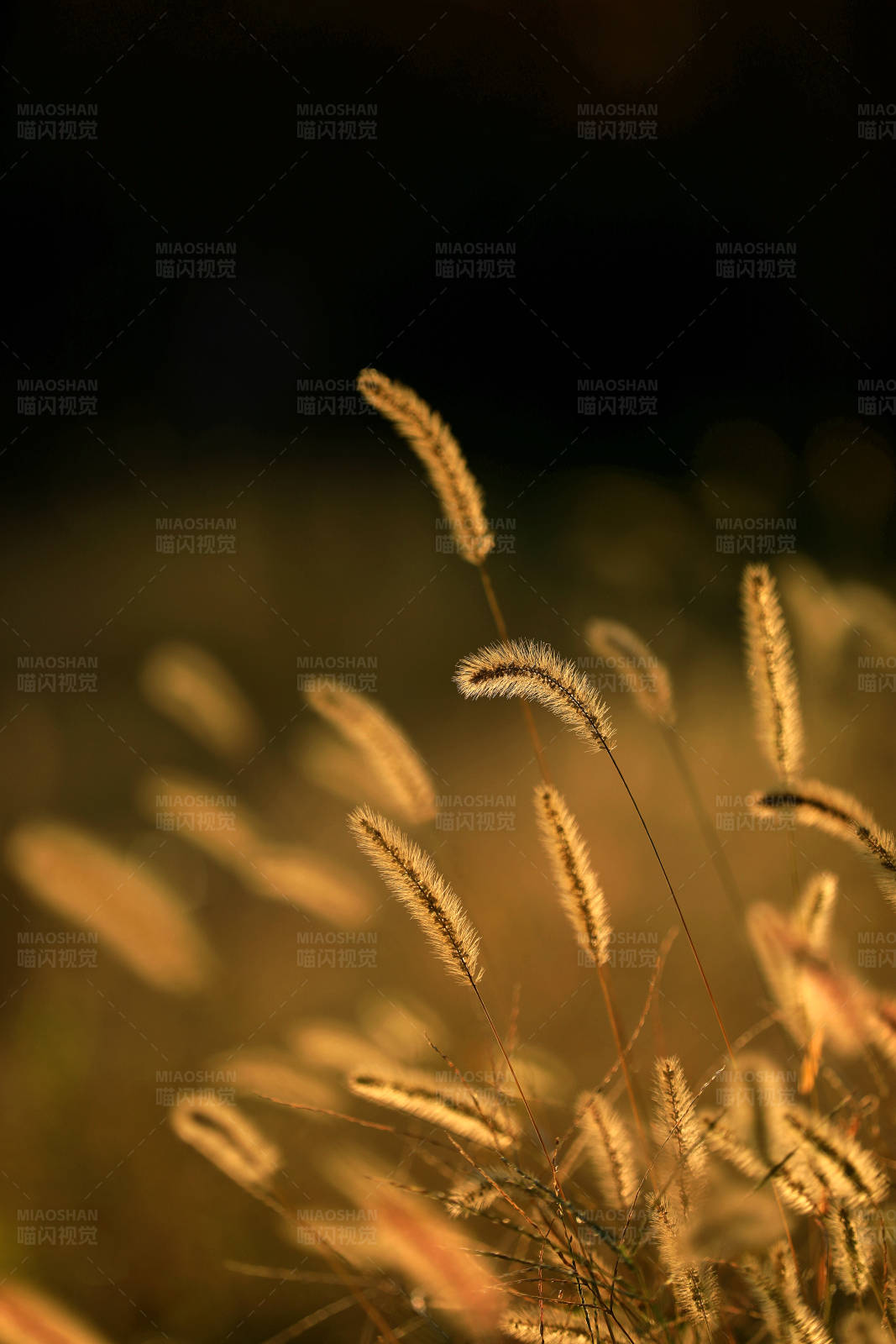 夕阳下的狗尾草图片