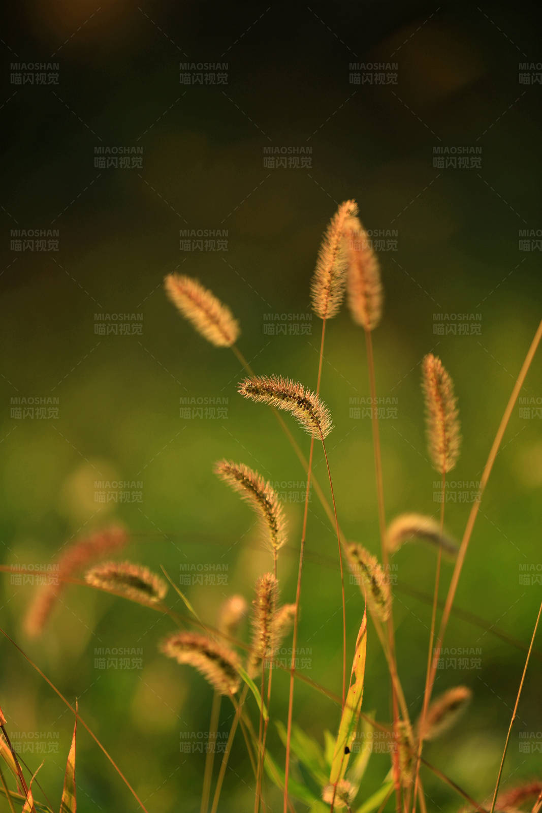 夕阳下的野草图片