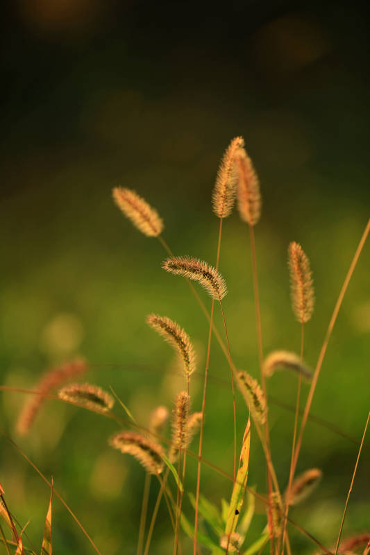 夕阳下的野草图片